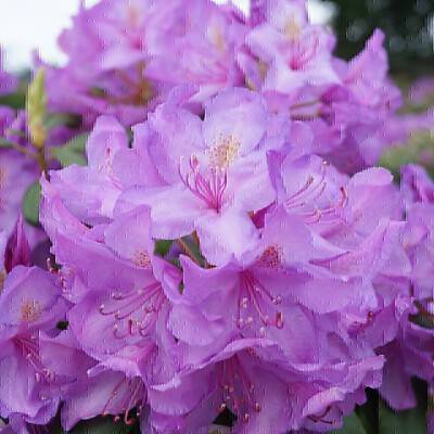 Rhododendron Catawbiense Grandiflorum_01